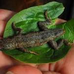  Maine woman says store-bought lettuce had a 3-inch lizard in it