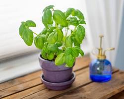 Image of Basil plant