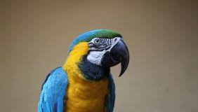 Image result for macaw parrot hd