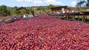 Výsledek obrázku pro coffee plantations