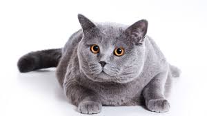 Image result for cat