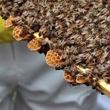 Sobretaxa de 37,5% irá atingir um terço das exportações do agro brasileiro aos EUA, diz CNA