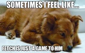 Sad Golden Retriever - WeKnowMemes Generator via Relatably.com