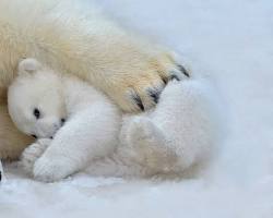 Image of polar bears in alaska with a little bear (kusum mahaurja article)