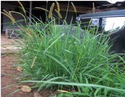 Hasil gambar untuk rumput setaria
