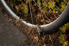 Rare California rattlesnake bite kills cyclist after fall off an Orange County trail