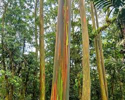 Image of McGovern Centennial Gardens Rainbow Eucalyptus Tree