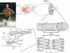 Sliding Filament Theory of skeletal muscle - m