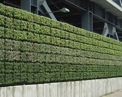 Image of Horizontal Green Wall