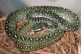 Image result for diamond python