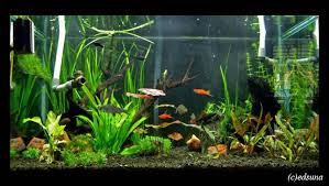 Image result for gambar aquascape