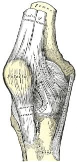 Picture of patellar tendon