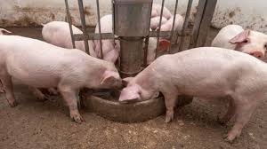 Image result for świnie przy korycie