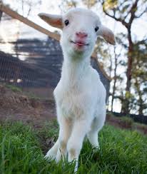 Image result for GOAT