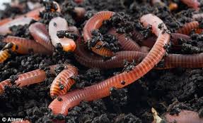 Resultado de imagen de worms