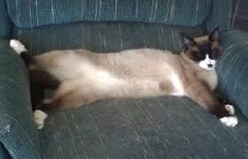 Résultat de recherche d'images pour "snowshoe cat"