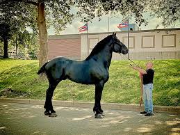 Moose: The Majestic Percheron Stallion Who Steals Hearts – New and Tips