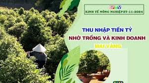 🔴 Kinh tế nông nghiệp 27-11-2024|Thông tin hữu ích ||BPTV