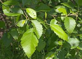 Image result for alder leaves