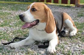 Resultado de imagen de PERROS RAZA BEAGLE GIF