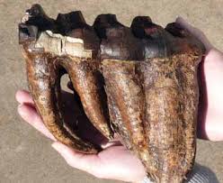 Maryland's Prehistoric Elephants