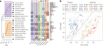 tissue-specific expression Comparative Analysis of Tissue-Specific Gene Expression in Vertebrates and Insects