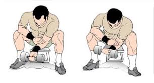 תוצאת תמונה עבור ‪Dumbbell or barbell curls‬‏