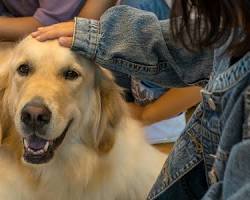 ペットとの触れ合いの画像