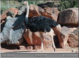 Image result for ostrich egg