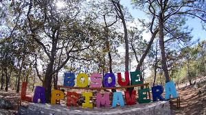 El Bosque de La Primavera bajo presión: invasiones e incendios amenazan el ecosistema