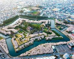 五稜郭公園の桜の画像