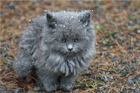nebelung ile ilgili görsel sonucu