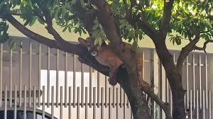 Onça-parda é encontrada em cima de árvore em bairro residencial no interior de SP