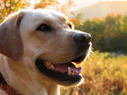 Risultati immagini per cani foto