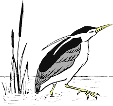 Resultado de imagen de Audubon Society