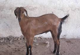 Image result for GOAT