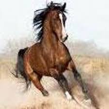 Image result for HORSE