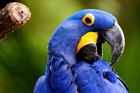 Image result for macaw parrot hd