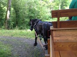 Big Rob pulling our wagon ride – Bild von Cherokee, North Carolina ... - filename-img-0460-jpg