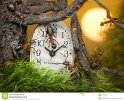 Resultado de imagen para relojes y hormigas