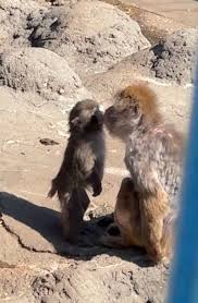 Punch gets a kiss. Too cute, right? 🐵💋 PS: He deserves all ...