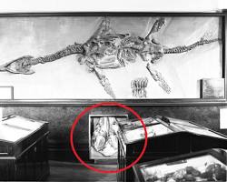 Image of Mary Anning Temnodontosaurus Great Sea Dragon fossil skull and eye
