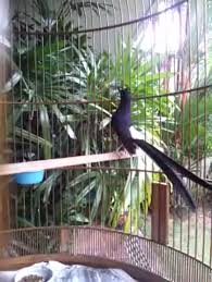 Hasil gambar untuk murai batu