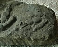 Image of fossilized dinosaur footprint