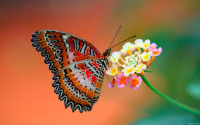 Image result for butterfly