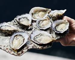 Image of Fresh Oysters Tasmania