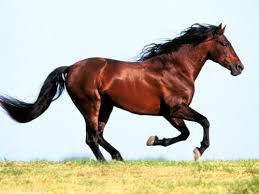 Image result for HORSE