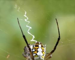 Image of Orb Weaver Spider