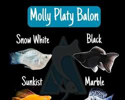 Ikan molly