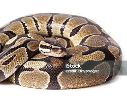 Image of snake curled up in a ball